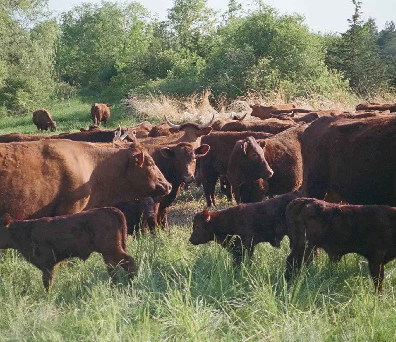 Corralling cows in Vermont