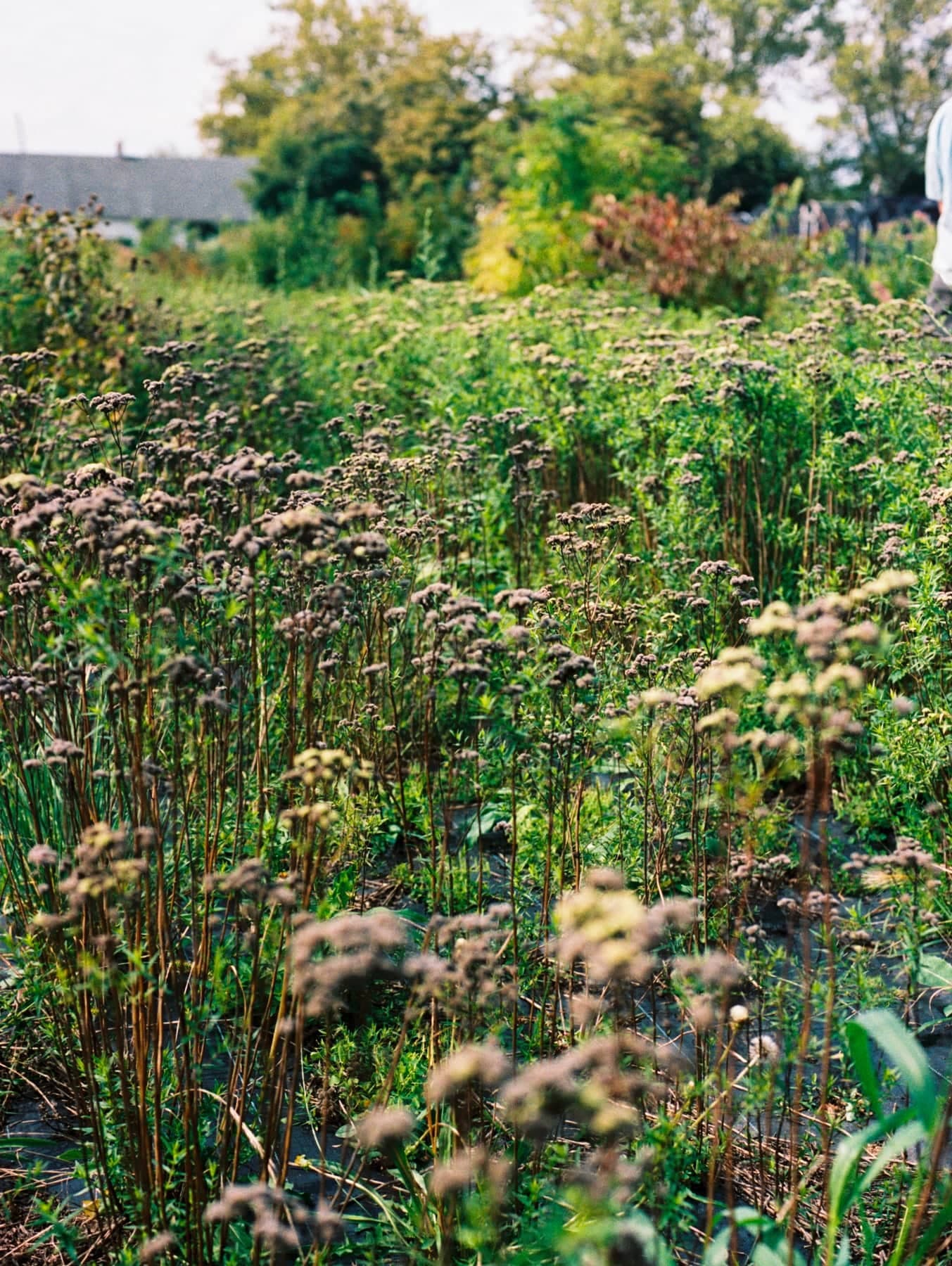 Learning about Native Plants in NYC