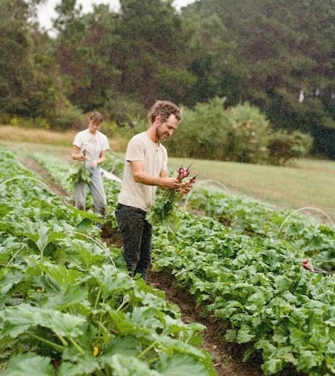 Farmers handling crops in a field