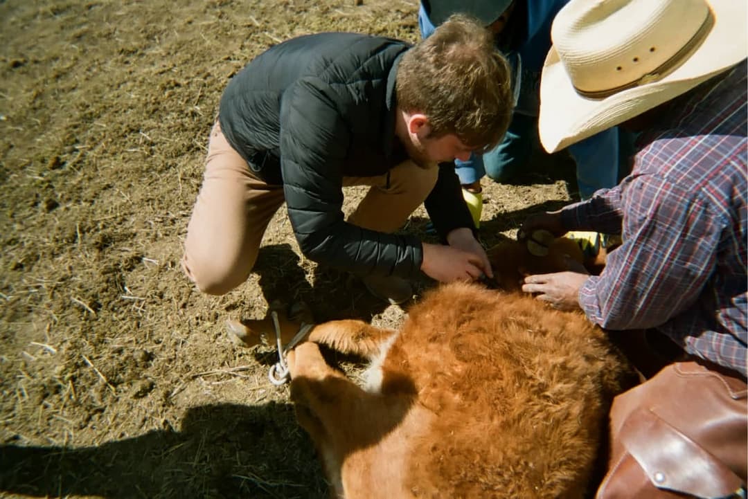Dan learning to tag a calf
