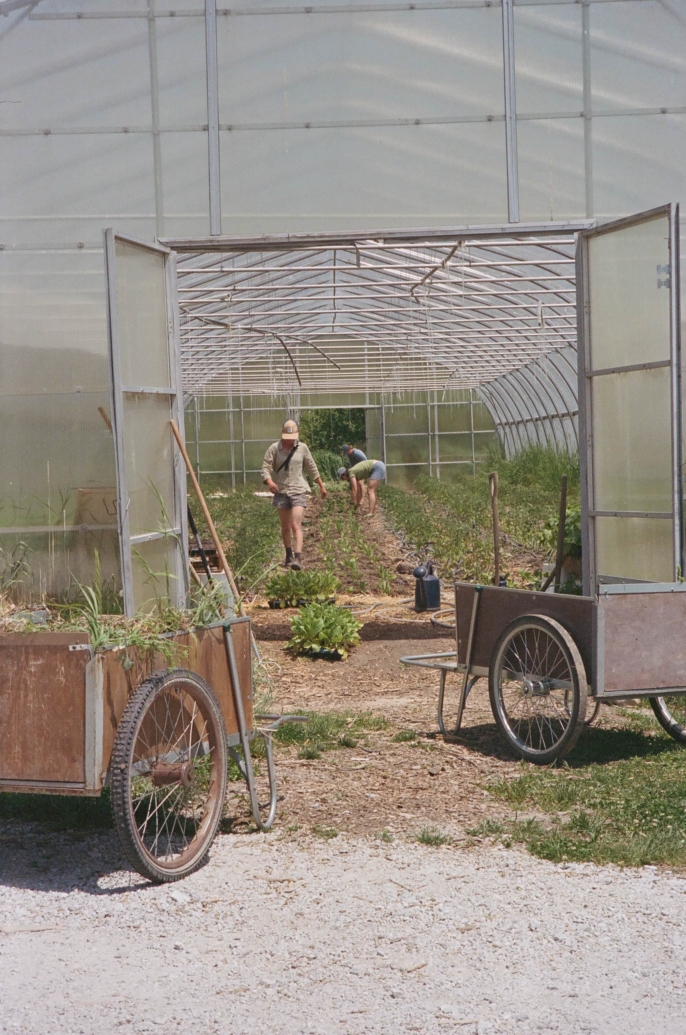 Produce team members work in the greenhouse at Bread & Butter Farm.
